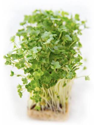CYBEXIS GARDEN CRESS MICROGREEN SEEDS-350 Seeds Seed