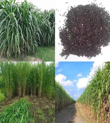 ibains Super napier grass seed beez 507 Seed