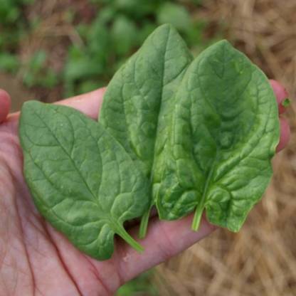 CYBEXIS XLR-6 - Spinach - Monstrueux De Viroflay - (250 Seeds) Seed