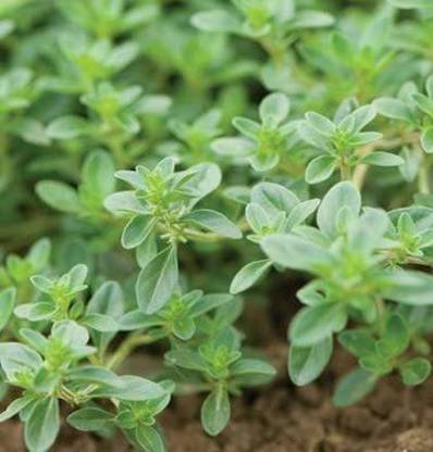 VibeX LX-13 - Wild Creeping Thyme - (150 Seeds) Seed