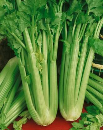 ENTENT Vegetable - Celery Utah Seed