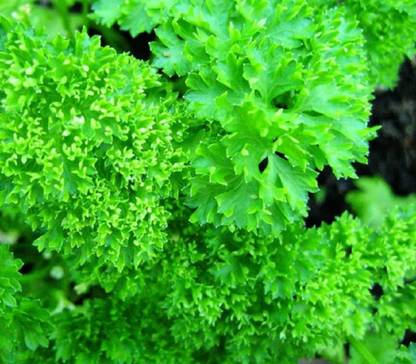 VibeX KGF -88 - Forest Green Parsley - (2250 Seeds) Seed