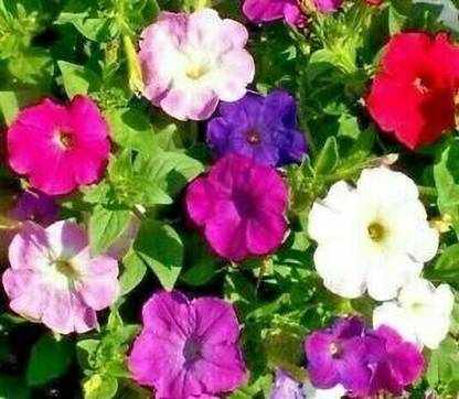 Mozette Exotic petunia Seed