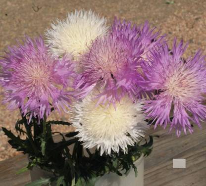 Quentova Sweet sultan (Amberboa moschata) Flower Seed