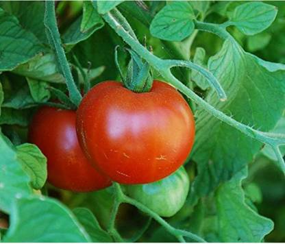 Biosnyg Tomato Sub Arctic Plenty Heirloom Vegetable-300 Seeds/1gm Seed