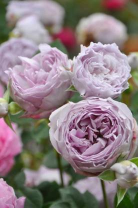 VibeX Lapis Lazuli Japanese Rose Lavender Seed