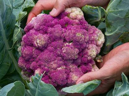 CYBEXIS Sicilian Violet Cauliflower Variety-250 Seeds Seed