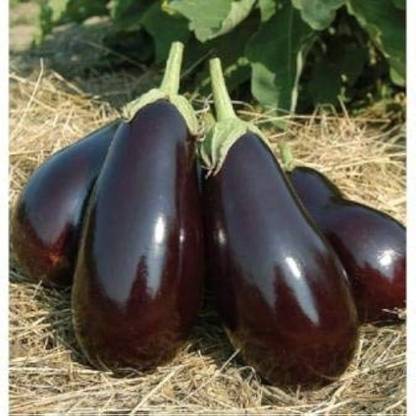 BDSresolve brinjal seeds for home garden/brinjal seeds 64 Seed