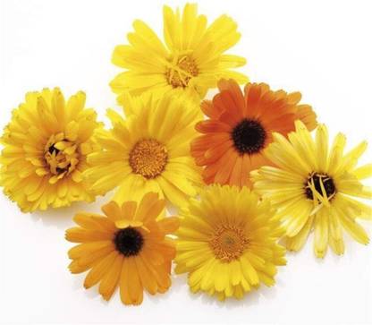CRGO CALENDULA Seed