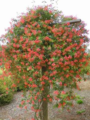 NooElec Seeds India All Seasons Coral Honeysuckle Vine Flower Seed