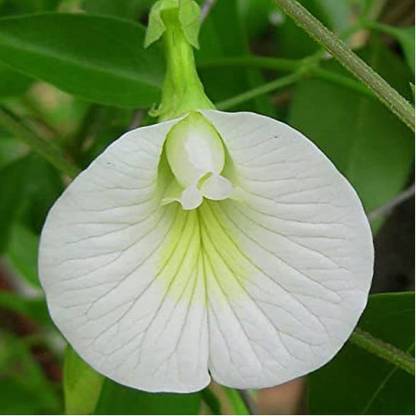 Seedsilk White Butterfly Pea, Asian Pigeonwings Seed