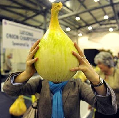 KNESSiN Giant onion AILSA CRAIG Scottish heirloom[600 Seeds] Seed