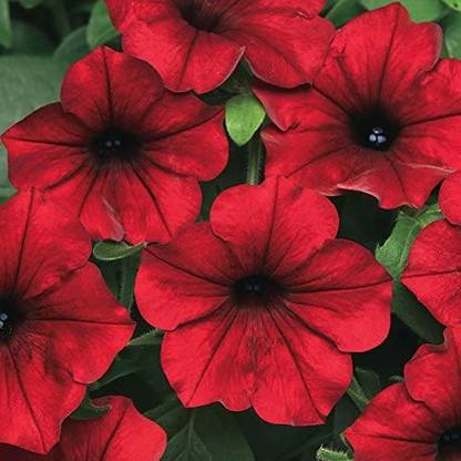 VibeX XL-63 - Tidal Wave Red Velour Petunia - (60 Seeds) Seed