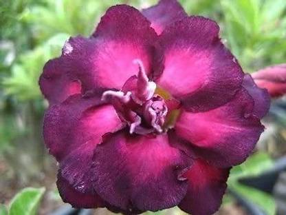 VibeX ® XLR-405 Adenium Obesum Desert Rose -Moung Kusuma Seed