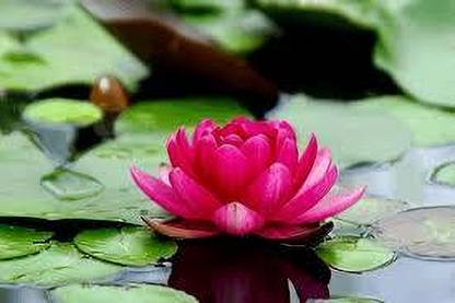 agri max gardens LOTUS FLOWER, LOUTS SEED, LOUTS PLANT, THE ART OF LOTUS GARDENING Seed