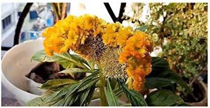 VibeX XLL-35 - Celosia Argentea Var. Cristata Yellow Shrub Plants - - (60 Seeds) Seed