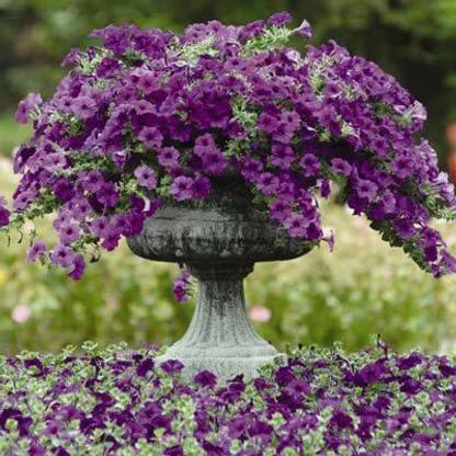VibeX LXI-5 - Petunia Easy Wave Blue - (60 Seeds) Seed