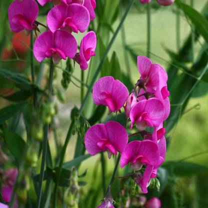 CYBEXIS TLX-75 - Sweet Peas Royal Rose-Pink - (100 Seeds) Seed
