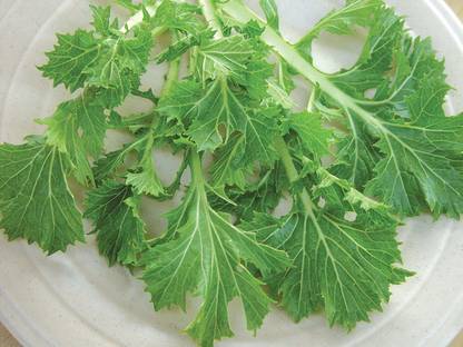 VibeX PAU-45 - Mizuna Mustard - (250 Seeds) Seed