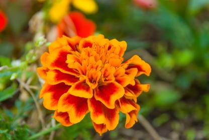 Seezy Marigold, Genda, Gada Seed