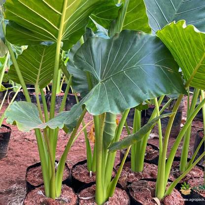 SREE Taro Root,Kachu Seed
