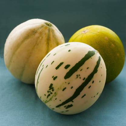 VibeX HUA-48 - Snow Leopard Melon | Very Rare - (450 Seeds) Seed