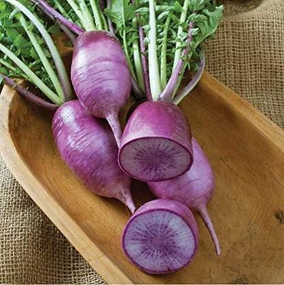 Qualtivate ICRA-4A Radish Kn-Bravo (Purple) Seed