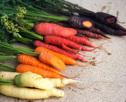 Cloud Farm PUA5-A Carrot Mix of 6 Colorful Varieties Seed