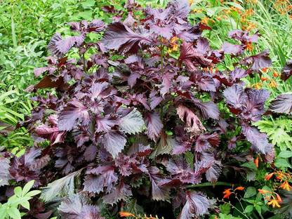 VibeX XL-29 - Red Shiso Herb Perilla - (250 Seeds) Seed