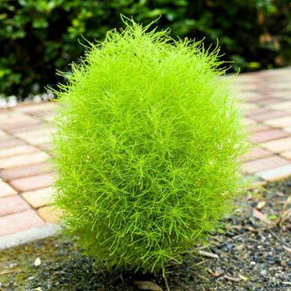 UGRA Kochia Burning Bush Seeds Seed