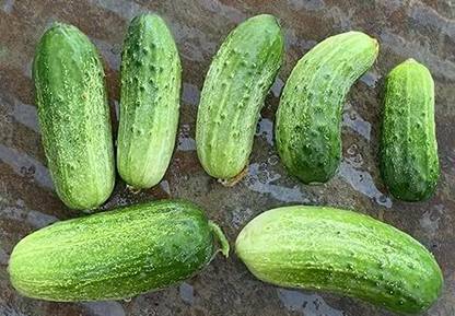 Qualtivate XXX-5A Cucumber Homemade Pickles Variety Seed