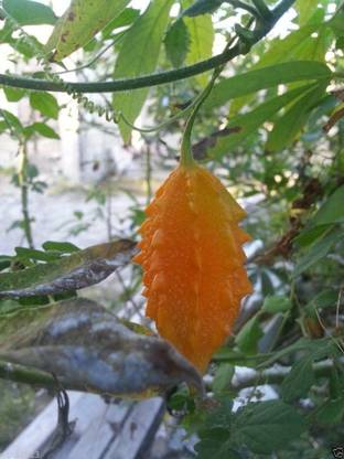 CYBEXIS PAU-11 - JAMAICAN CERASEE - Bitter Melon-bitter Gourd - (300 Seeds) Seed