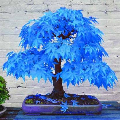 Royal Paradise Garden Hybrid Blue Japanese Maple Bonsai Tree Seed