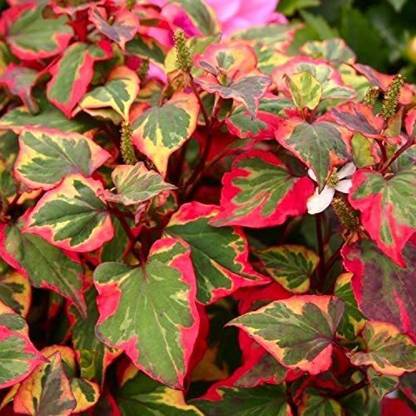 VibeX ® XXL-311 Fish Mint Aquatic Houttuynia Cordata Seed