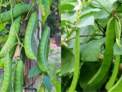 Cloud Farm mou sim seeds, sword beans seeds Seed