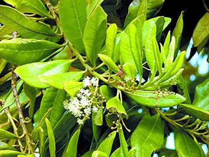 WILLVINE KGF -70 Dwarf Rare Allspice Sarvasugandhi Seed
