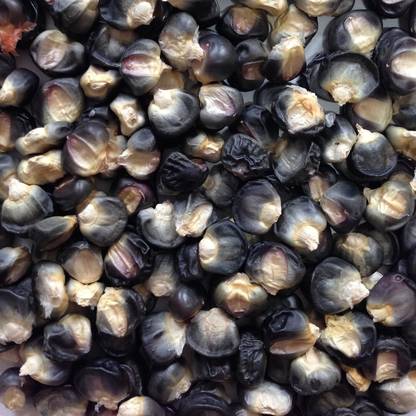 Qualtivate LX-532 Black Aztec Heirloom Corn Seed