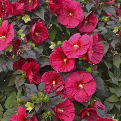 Biosnyg Hibiscus, Mars Madness [50 Seeds] Seed
