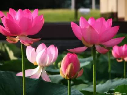 GROW-N-KNOW Lotus Seed