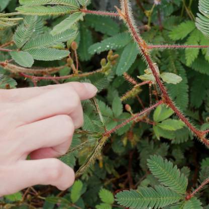 Shivnami Touch Me Not Seeds, Mimosa Pudica, Chuimui Seeds, Lajwanti ...