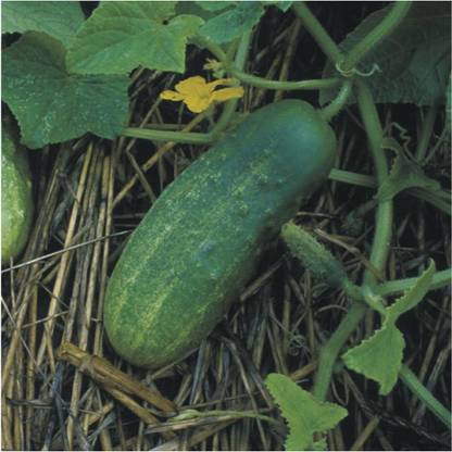 VibeX ® XXL-446 Bush Pickle Cucumber Seeds Seed