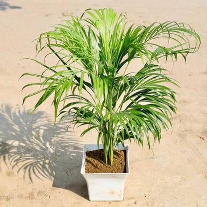 ibains Arcea nut plant seed Seed