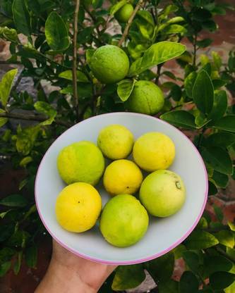 Aywal Lemon Fruit Seed