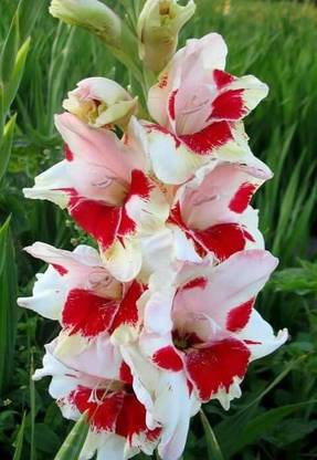 Dasstore Gladia flower seed Seed
