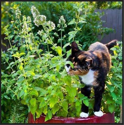 CYBEXIS LX-81 - Catnip for Planting - (4500 Seeds) Seed