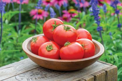 ActrovaX Tomato - Crimson Crush Seed