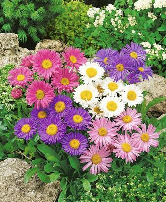 Lorvox Aster Mixed Hybrid Imported Flower Seed