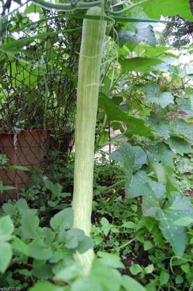 VibeX ® VLR-203 Climbing Zucchini, Trombocino, Zucchetta Seed