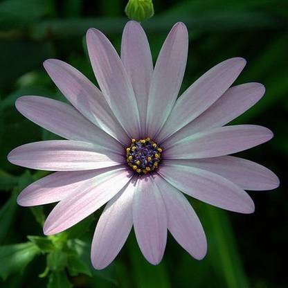 VibeX PAU-96 - Pink African Daisy - (540 Seeds) Seed