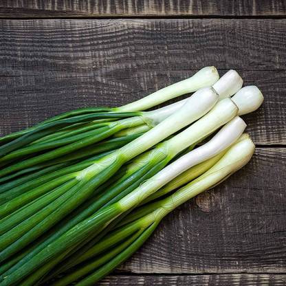 Qualtivate HYB-3A Tokyo Long White Bunching Onion Seed